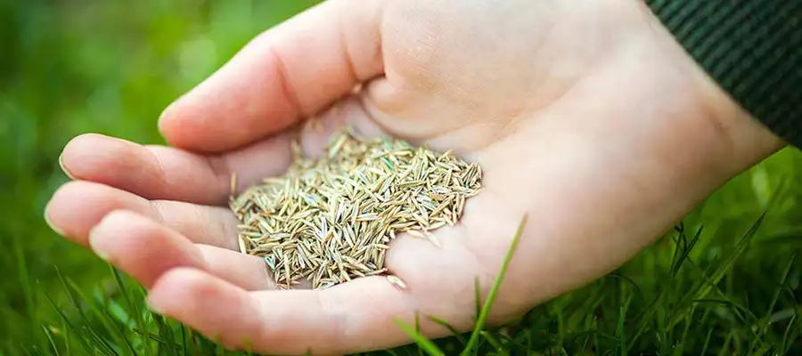 seed-sod seed-sod